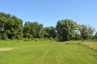 Beautiful fields, distant steppes, meadows with wild herbs, lush grass, forests with deciduous trees and fir. olorful landscapes, fabulous nature of the village Rybienko Nowe located under the city of Wyszkw in Poland.