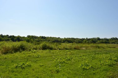 Beautiful fields, distant steppes, meadows with wild herbs, lush grass, forests with deciduous trees and fir. olorful landscapes, fabulous nature of the village Rybienko Nowe located under the city of Wyszkw in Poland.
