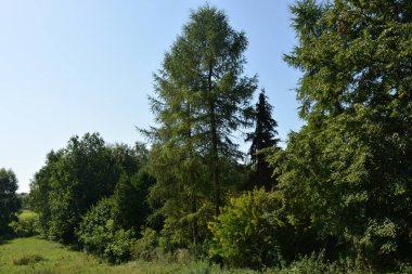 Beautiful fields, distant steppes, meadows with wild herbs, lush grass, forests with deciduous trees and fir. olorful landscapes, fabulous nature of the village Rybienko Nowe located under the city of Wyszkw in Poland.