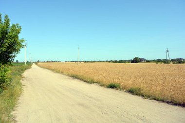 Canlı manzara, yollar, sarı çavdar tarlaları, buğday, mavi gökyüzü Rybienko Köyü, Polonya.