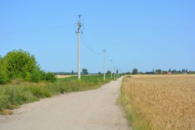 Vibrant landscape, roads, fields with yellow rye, wheat, blue sky in village Rybienko Nowe, Poland.