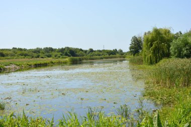 Beautiful and colorful natural landscapes of the Bug River - trees, hills, reeds, grass, water lilies, clear and transparent water. The river is located on the territory of the village of Rybienko Nowe, the city of Wyszkw, Poland.