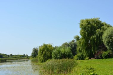 Beautiful and colorful natural landscapes of the Bug River - trees, hills, reeds, grass, water lilies, clear and transparent water. The river is located on the territory of the village of Rybienko Nowe, the city of Wyszkw, Poland.