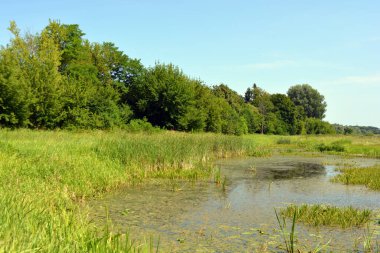 Beautiful and colorful natural landscapes of the Bug River - trees, hills, reeds, grass, water lilies, clear and transparent water. The river is located on the territory of the village of Rybienko Nowe, the city of Wyszkw, Poland.