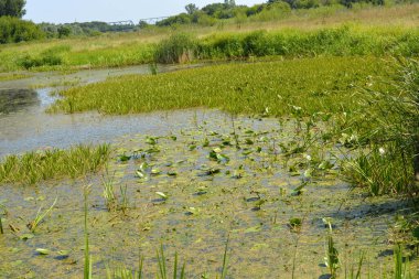 Beautiful and colorful natural landscapes of the Bug River - trees, hills, reeds, grass, water lilies, clear and transparent water. The river is located on the territory of the village of Rybienko Nowe, the city of Wyszkw, Poland.