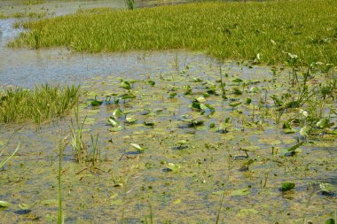 Beautiful and colorful natural landscapes of the Bug River - trees, hills, reeds, grass, water lilies, clear and transparent water. The river is located on the territory of the village of Rybienko Nowe, the city of Wyszkw, Poland.