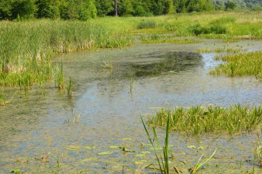 Beautiful and colorful natural landscapes of the Bug River - trees, hills, reeds, grass, water lilies, clear and transparent water. The river is located on the territory of the village of Rybienko Nowe, the city of Wyszkw, Poland.