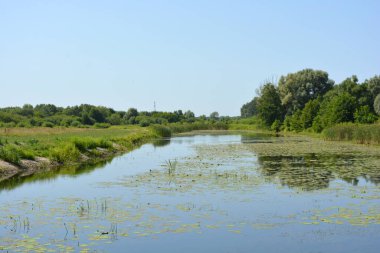 Beautiful and colorful natural landscapes of the Bug River - trees, hills, reeds, grass, water lilies, clear and transparent water. The river is located on the territory of the village of Rybienko Nowe, the city of Wyszkw, Poland.