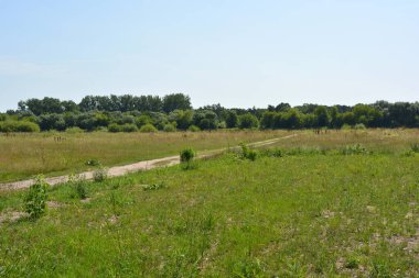 Beautiful fields, distant steppes, meadows with wild herbs, lush grass, forests with deciduous trees and fir. olorful landscapes, fabulous nature of the village Rybienko Nowe located under the city of Wyszkw in Poland.