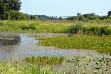 Beautiful and colorful natural landscapes of the Bug River - trees, hills, reeds, grass, water lilies, clear and transparent water. The river is located on the territory of the village of Rybienko Nowe, the city of Wyszkw, Poland.