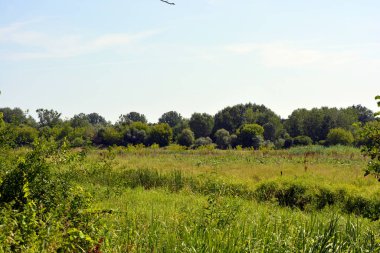Güzel tarlalar, uzak bozkırlar, yabani otlarla otlar, yemyeşil otlar, yaprak döken ağaçlar ve köknar ağaçları. Renkli manzaralar, Rybienko Stare köyünün muhteşem doğası Polonya 'nın Wyszkow şehrinin altında yer almaktadır..