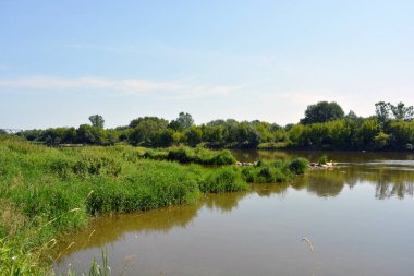 Beautiful and colorful natural landscapes of the Bug River - trees, hills, reeds, grass, water lilies, clear and transparent water. The river is located on the territory of the village of Rybienko Nowe, the city of Wyszkw, Poland.