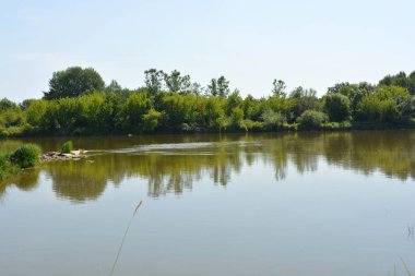 Beautiful and colorful natural landscapes of the Bug River - trees, hills, reeds, grass, water lilies, clear and transparent water. The river is located on the territory of the village of Rybienko Nowe, the city of Wyszkw, Poland.
