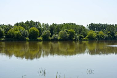 Beautiful and colorful natural landscapes of the Bug River - trees, hills, reeds, grass, water lilies, clear and transparent water. The river is located on the territory of the village of Rybienko Nowe, the city of Wyszkw, Poland.