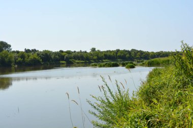 Böcek Nehri 'nin güzel ve renkli doğal manzaraları - ağaçlar, tepeler, sazlıklar, çimenler, nilüferler, berrak ve şeffaf su. Nehir Polonya 'nın Wyszkow kentindeki Rybienko Stare köyünde yer almaktadır..