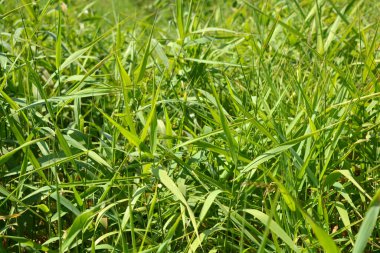 Large bushes of reeds are located near the road and illuminated by a bright sunny color.