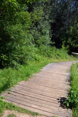 Nature of forest of deciduous trees with a path, a small walking path that stretches along the Bug River, the village of Rybienko Nowe and city Wyszkw, Poland. Unusual natural landscapes with a forest on the background of a river and a blue sky.