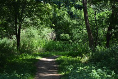Nature of forest of deciduous trees with a path, a small walking path that stretches along the Bug River, the village of Rybienko Nowe and city Wyszkw, Poland. Unusual natural landscapes with a forest on the background of a river and a blue sky.