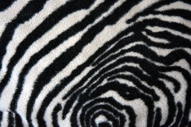 Soft, pleasant, fluffy fabric in the form of zebra, white tiger colors. Fabric animal background consisting of black and white chaotic lines, stripes, cracks.