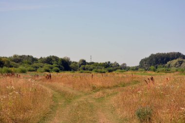 Beautiful fields, distant steppes, meadows with wild herbs, lush grass, forests with deciduous trees and fir. olorful landscapes, fabulous nature of the village Rybienko Nowe located under the city of Wyszkw in Poland.