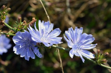 Bright and colorful light blue chicory flowers growing on a green meadow, among lush grass under a bright sunny color.