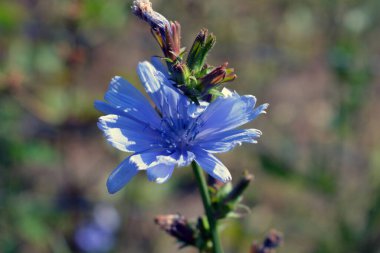Bright and colorful light blue chicory flowers growing on a green meadow, among lush grass under a bright sunny color.