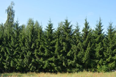 Beautiful fields, distant steppes, meadows with wild herbs, lush grass, forests with deciduous trees and fir. olorful landscapes, fabulous nature of the village Rybienko Nowe located under the city of Wyszkw in Poland.