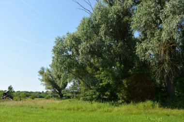Beautiful fields, distant steppes, meadows with wild herbs, lush grass, forests with deciduous trees and fir. olorful landscapes, fabulous nature of the village Rybienko Nowe located under the city of Wyszkw in Poland.