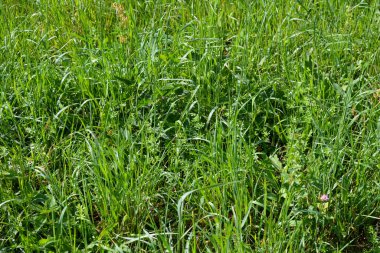 Bright green juicy grass with interesting plants growing in the meadows and illuminated by the summer sun.