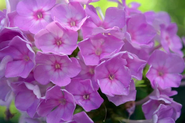 Many Bright Unforgettable Small Flowers Crimson Pink White Pink Color — Fotografia de Stock