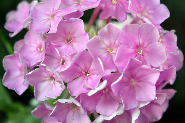 Many bright unforgettable small flowers of crimson, pink, white-pink color illuminated by the sun. Phloxes are the cutest summer flowers blooming in summer.