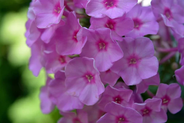 Many Bright Unforgettable Small Flowers Crimson Pink White Pink Color — Fotografia de Stock