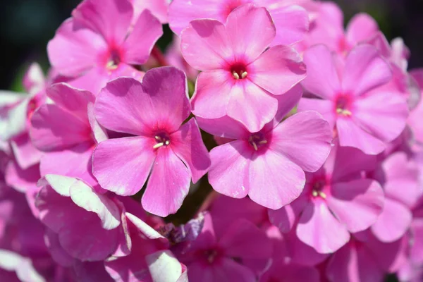 Many Bright Unforgettable Small Flowers Crimson Pink White Pink Color — Fotografia de Stock