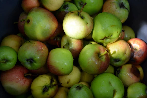 First Juicy Small Green Apples Red Yellow Dark Spots Float — Foto Stock