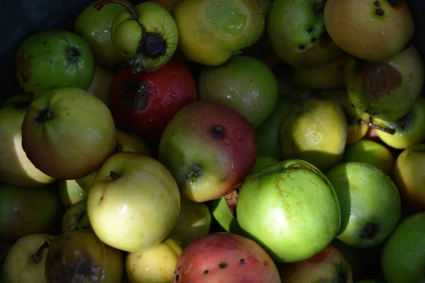 First Juicy Small Green Apples Red Yellow Dark Spots Float — Stok fotoğraf
