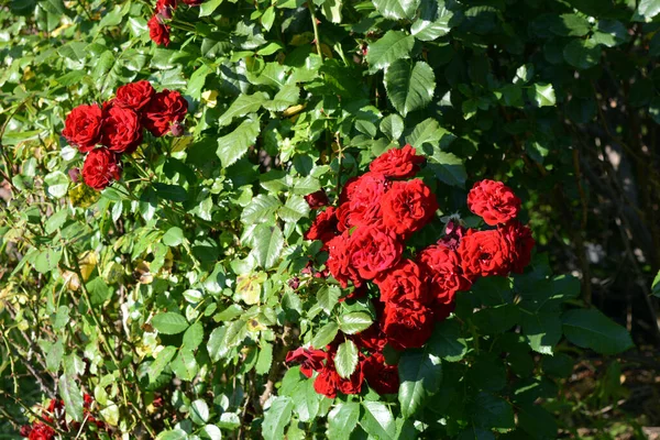 Huge Bushes Dark Red Roses Growing Territory Lazar Globa Park — Foto Stock