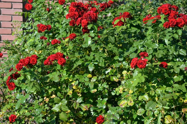 Huge Bushes Dark Red Roses Growing Territory Lazar Globa Park — Photo