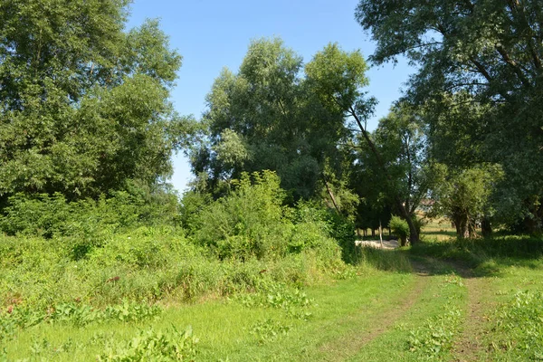 Beautiful Fields Distant Steppes Meadows Wild Herbs Lush Grass Forests — Stock Photo, Image