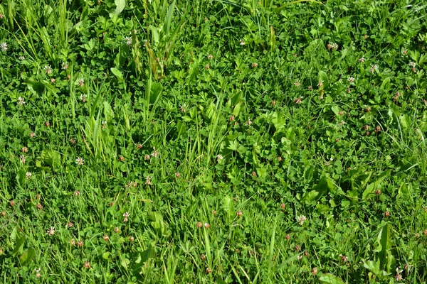 Bright Green Juicy Grass Interesting Plants Growing Meadows Illuminated Summer — Zdjęcie stockowe