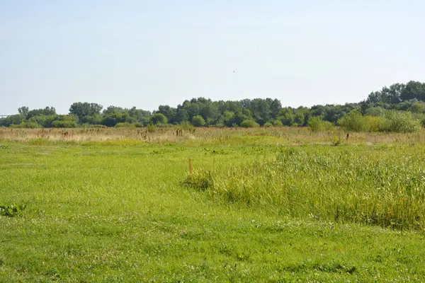 Beautiful Fields Distant Steppes Meadows Wild Herbs Lush Grass Forests — Stockfoto