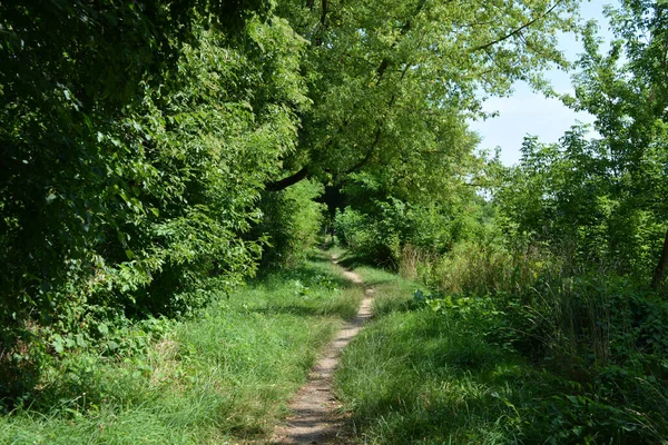 Nature of forest of deciduous trees with a path, a small walking path that stretches along the Bug River, the village of Rybienko Nowe and city Wyszkw, Poland. Unusual natural landscapes with a forest on the background of a river and a blue sky.