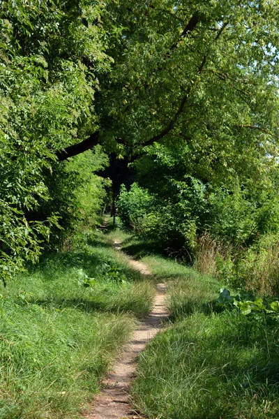 Nature of forest of deciduous trees with a path, a small walking path that stretches along the Bug River, the village of Rybienko Nowe and city Wyszkw, Poland. Unusual natural landscapes with a forest on the background of a river and a blue sky.