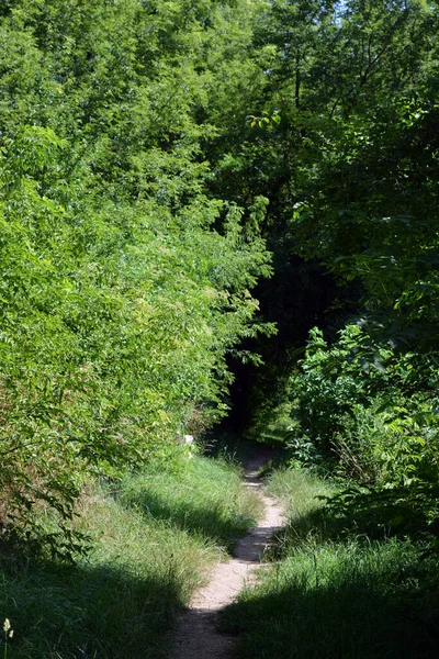 Nature of forest of deciduous trees with a path, a small walking path that stretches along the Bug River, the village of Rybienko Nowe and city Wyszkw, Poland. Unusual natural landscapes with a forest on the background of a river and a blue sky.