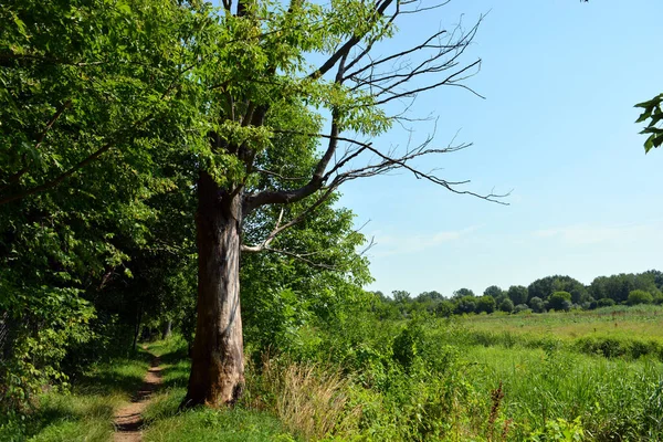 Nature of forest of deciduous trees with a path, a small walking path that stretches along the Bug River, the village of Rybienko Nowe and city Wyszkw, Poland. Unusual natural landscapes with a forest on the background of a river and a blue sky.