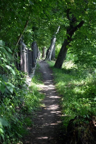 Nature of forest of deciduous trees with a path, a small walking path that stretches along the Bug River, the village of Rybienko Nowe and city Wyszkw, Poland. Unusual natural landscapes with a forest on the background of a river and a blue sky.