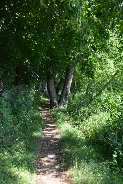 Nature of forest of deciduous trees with a path, a small walking path that stretches along the Bug River, the village of Rybienko Nowe and city Wyszkw, Poland. Unusual natural landscapes with a forest on the background of a river and a blue sky.