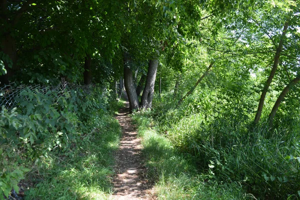 Nature of forest of deciduous trees with a path, a small walking path that stretches along the Bug River, the village of Rybienko Nowe and city Wyszkw, Poland. Unusual natural landscapes with a forest on the background of a river and a blue sky.