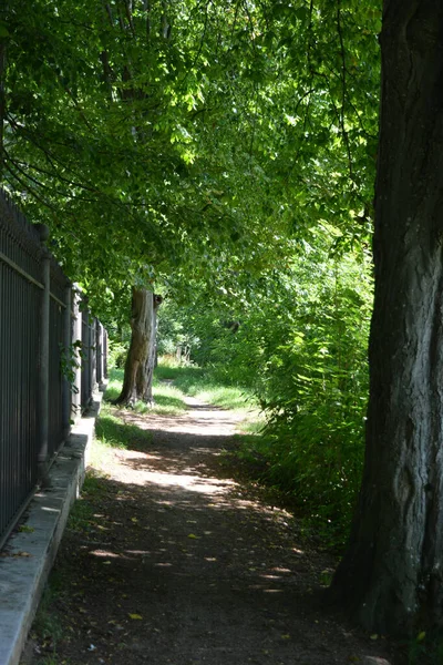 Nature of forest of deciduous trees with a path, a small walking path that stretches along the Bug River, the village of Rybienko Nowe and city Wyszkw, Poland. Unusual natural landscapes with a forest on the background of a river and a blue sky.