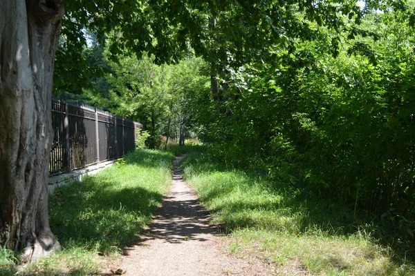 Nature Forest Deciduous Trees Path Small Walking Path Stretches Bug — Stockfoto