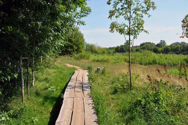 Nature of forest of deciduous trees with a path, a small walking path that stretches along the Bug River, the village of Rybienko Nowe and city Wyszkw, Poland. Unusual natural landscapes with a forest on the background of a river and a blue sky.